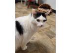 Adopt Vader a White Domestic Longhair / Domestic Shorthair / Mixed cat in