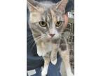 Adopt 5/3/24 a Gray or Blue Domestic Shorthair / Domestic Shorthair / Mixed cat