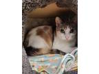 Adopt Leia a White Domestic Shorthair / Mixed Breed (Medium) / Mixed (short