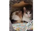 Adopt Leia a White Domestic Shorthair / Domestic Shorthair / Mixed cat in
