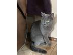 Adopt Gaia a Gray or Blue (Mostly) Domestic Mediumhair / Mixed (medium coat) cat