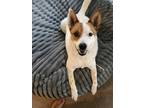 Adopt RYDER a White Mixed Breed (Medium) / Mixed dog in Eau Claire