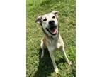 Adopt Candie a Tan/Yellow/Fawn Mixed Breed (Medium) / Mixed dog in Gainesville