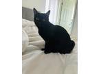 Adopt Josie a All Black Tabby / Mixed (medium coat) cat in Fort Lee