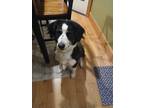 Adopt Maggie a Black - with White Border Collie / Mixed dog in Dahlonega