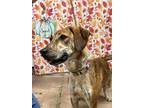 Adopt Brindi a Brindle - with White Hound (Unknown Type) / Mixed dog in Osceola