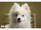 Adopt Mochi a White Pomeranian / Mixed dog in Portland, OR (41318607)