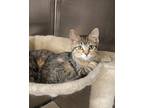 Adopt Chevy a Brown or Chocolate Domestic Shorthair / Domestic Shorthair / Mixed