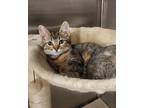 Adopt Ford a Brown or Chocolate Domestic Shorthair / Domestic Shorthair / Mixed
