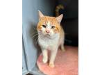 Adopt Shep a White Domestic Shorthair / Domestic Shorthair / Mixed cat in