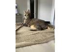 Adopt Ashlee a Brown Tabby Domestic Shorthair / Mixed Breed (Medium) / Mixed