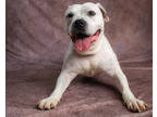 Adopt Laney a White American Pit Bull Terrier / Mixed Breed (Medium) / Mixed