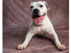 Adopt Laney a White American Pit Bull Terrier / Mixed dog in Clinton