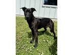 Adopt Fin a Black German Shepherd Dog / Mixed Breed (Medium) / Mixed (short