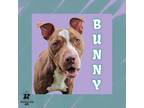 Adopt Bunny a Brown/Chocolate Mixed Breed (Medium) / Mixed Breed (Medium) /