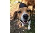 Adopt Sandy a Tricolor (Tan/Brown & Black & White) Beagle / Mixed dog in