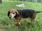 Adopt June a Tricolor (Tan/Brown & Black & White) Beagle / Mixed dog in