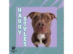 Adopt Harry Styles a Brown/Chocolate Mixed Breed (Large) / Mixed dog in