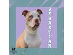 Adopt Sebastian a White Mixed Breed (Medium) / Mixed Breed (Medium) / Mixed