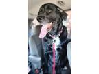 Adopt Bullet a Black Labrador Retriever / Mastiff / Mixed dog in Columbus