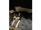 Adopt Toni a Black - with White Labrador Retriever / Mixed dog in San Antonio