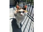 Adopt Mishky a Calico or Dilute Calico Calico / Mixed (short coat) cat in Indian