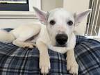 Adopt Axel a White - with Black Husky / Mixed dog in San Clemente, CA (41315828)