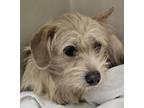 Adopt ric flair a Tan/Yellow/Fawn Terrier (Unknown Type, Small) / Mixed dog in