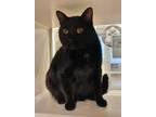 Adopt Finnegan & Phoebe (Perfect Pair) a Domestic Shorthair / Mixed cat in