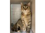 Adopt Mai a Domestic Shorthair / Mixed cat in Lincoln, NE (41316625)