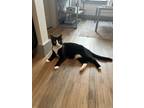 Adopt Zephyr a Black & White or Tuxedo Domestic Shorthair / Mixed (short coat)