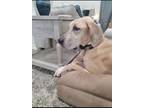 Adopt Dakota a Tan/Yellow/Fawn Great Dane / Mixed dog in Portland, TX (41318074)