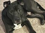 Adopt Diesel a Black Bull Terrier / Mixed dog in Washington, DC (41318075)