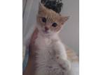 Adopt Silas a Orange or Red Tabby Domestic Mediumhair / Mixed (medium coat) cat