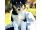 Bearded Collie Puppy for sale in Denton, TX, USA