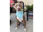 Adopt Mia a Brown/Chocolate American Staffordshire Terrier / Mixed Breed