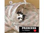 Adopt Princess a Calico or Dilute Calico Domestic Shorthair / Mixed (short coat)