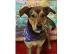 Adopt Adoptable Layla a Black Mixed Breed (Large) / Mixed dog in Wichita Falls