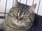 Adopt Griffy a Gray or Blue Domestic Shorthair / Domestic Shorthair / Mixed cat