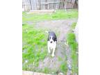 Adopt Molly a Black - with White Australian Cattle Dog / English Springer