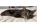 Adopt Petro a Black (Mostly) American Shorthair / Mixed (short coat) cat in