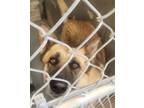 Adopt Perry* a Black German Shepherd Dog dog in Kingman, AZ (41317905)