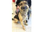 Adopt Thor a Black German Shepherd Dog dog in Kingman, AZ (41317902)