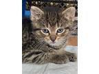 Adopt Luna a Brown Tabby Domestic Shorthair (short coat) cat in Great Neck
