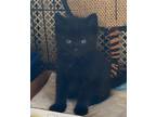 Adopt Eclipse a All Black Domestic Mediumhair (medium coat) cat in Great Neck