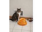 Adopt Misty a Brown Tabby Domestic Shorthair / Mixed (short coat) cat in