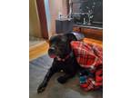 Adopt Trisha a Black Mixed Breed (Small) / Mixed dog in Cincinnati
