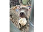 Adopt Tails a Gray/Blue/Silver/Salt & Pepper Mixed Breed (Medium) / Mixed dog in
