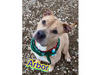 Adopt Arbor a Tan/Yellow/Fawn Terrier (Unknown Type, Medium) / Mixed Breed