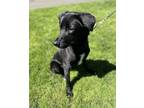 Adopt Sully a Labrador Retriever / Mixed dog in Vancouver, WA (41273089)